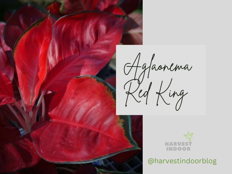Aglaonema Red King: Rare Majestic Houseplant Fit for Royalty