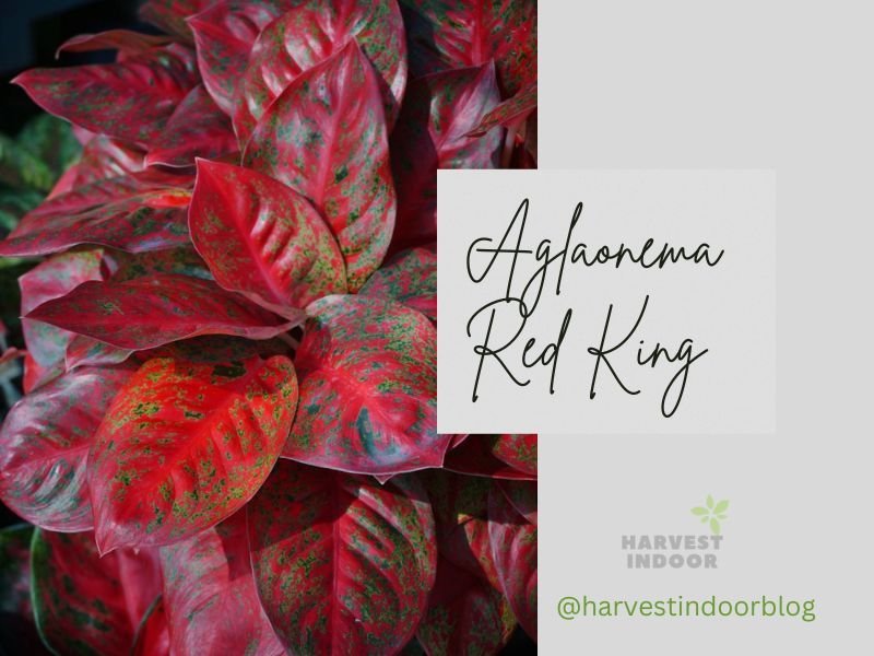 Aglaonema Red King care