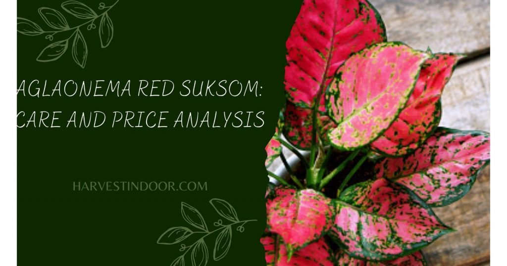 Aglaonema Red Suksom Care and Price Analysis