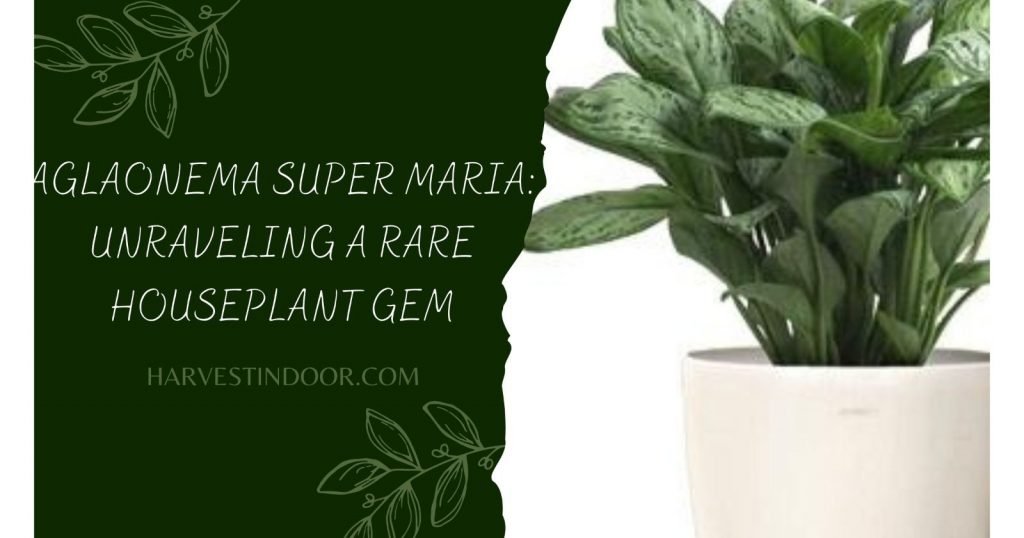 Aglaonema Super Maria Unraveling a Rare Houseplant Gem