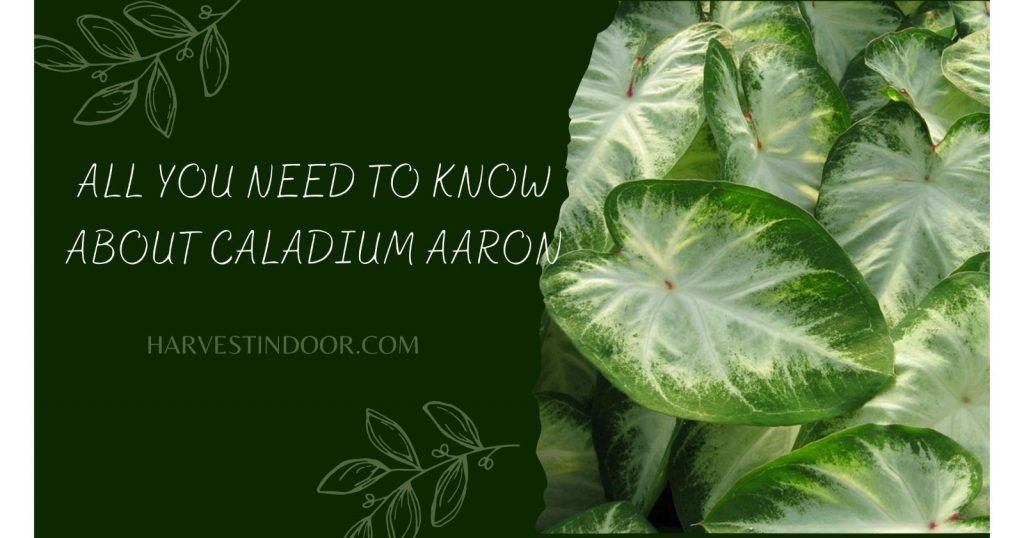 All You Need To Know About Caladium Aaron