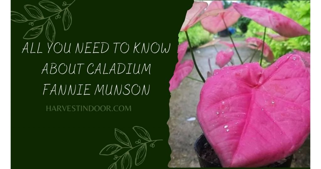 All You Need To Know About Caladium Fannie Munson