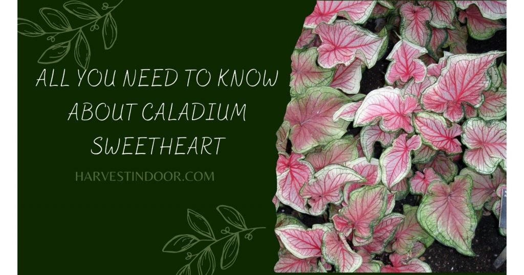 All You Need To Know About Caladium Sweetheart