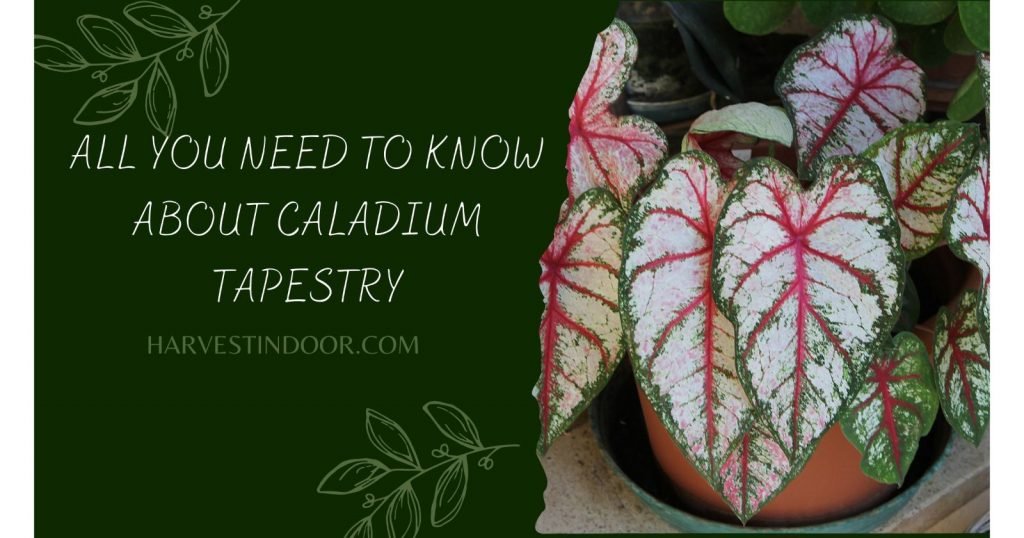 All You Need To Know About Caladium Tapestry