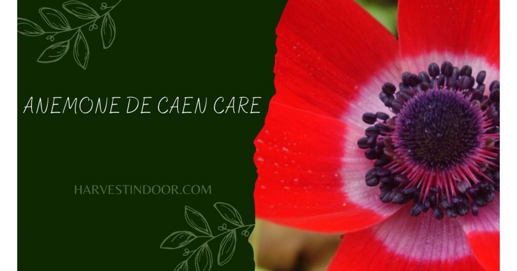 Anemone De Caen Care