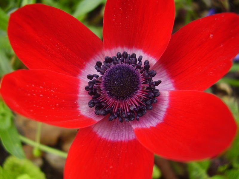 red anemone 