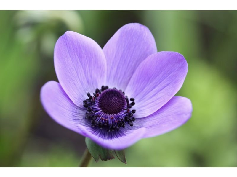 Anemone Flower color meaning