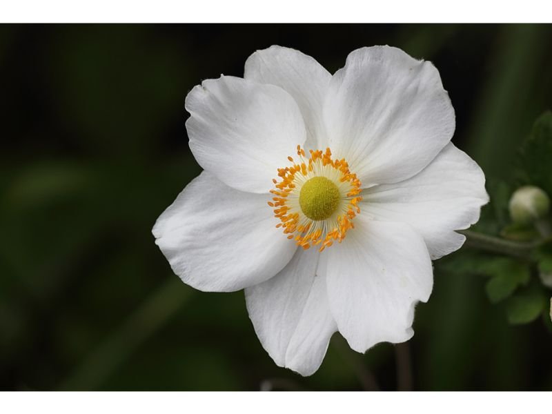 white Anemone Flower meaning 