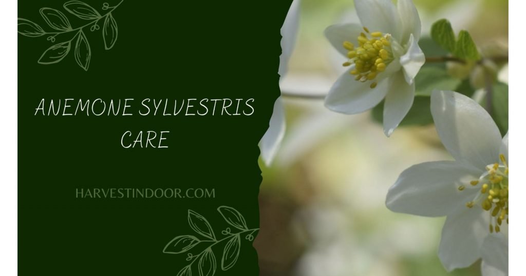 Anemone Sylvestris Care