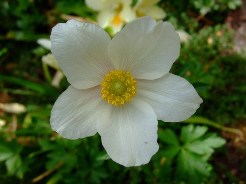 Anemone Sylvestris snowdrop