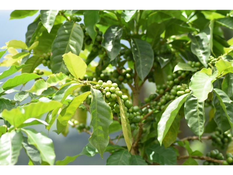 Arabian Coffee (Coffea arabica) indoors plants 