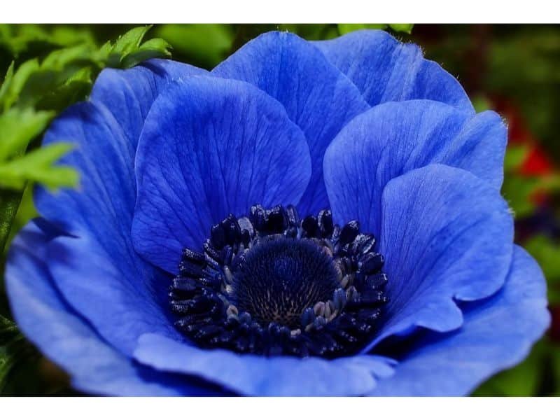 Blue Anemone flower's meaning 