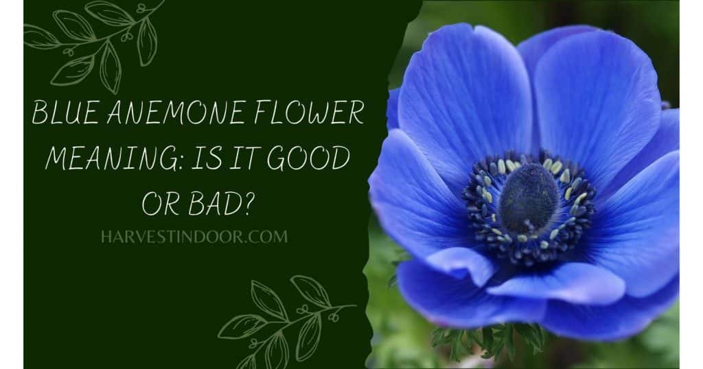 Blue Anemone Flower Meaning Is It Good or Bad