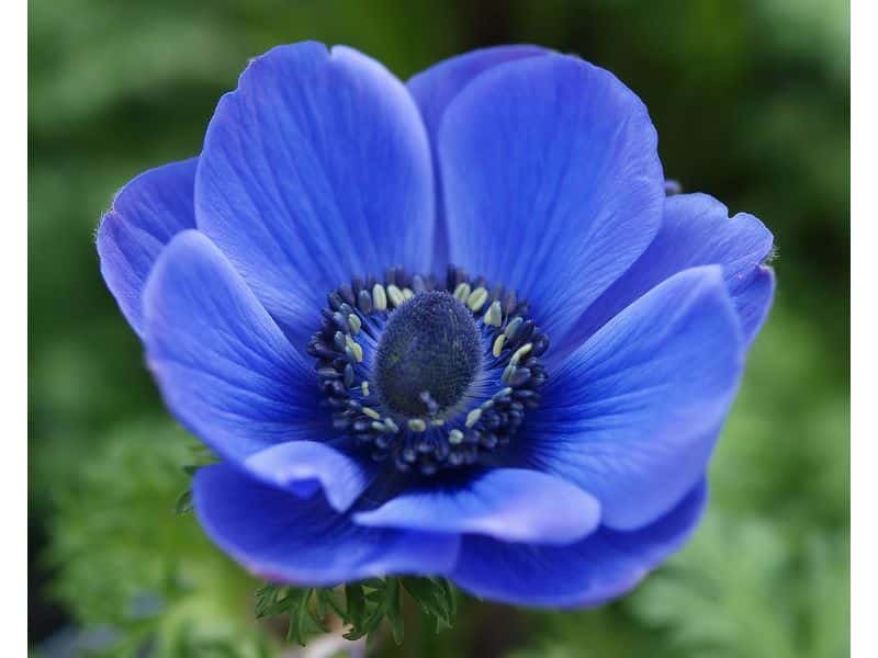 Blue Anemone flower meaning