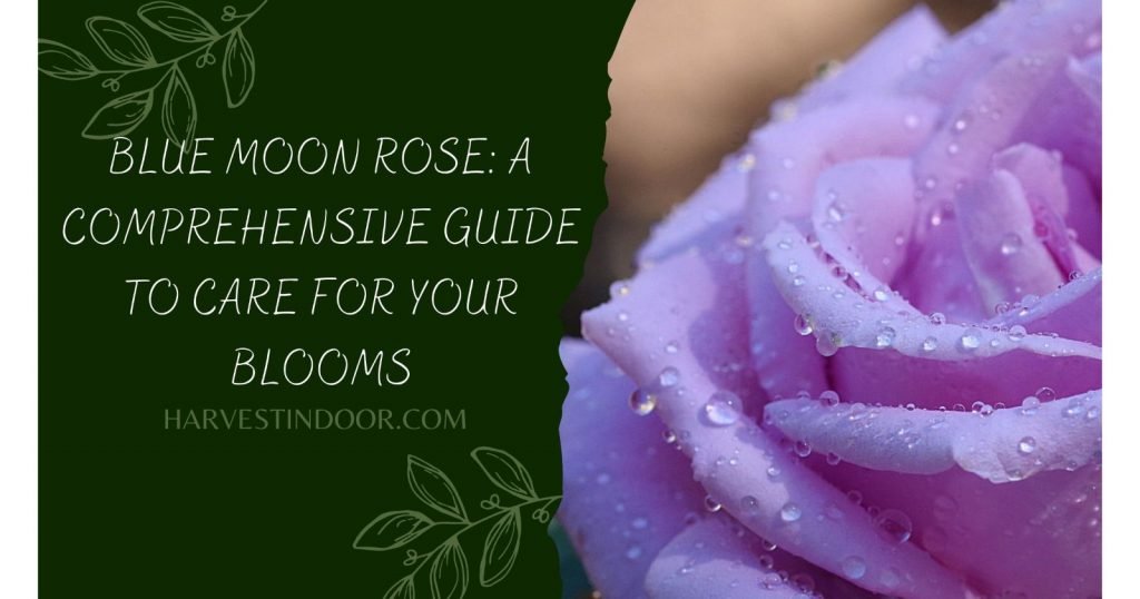 Blue Moon Rose A Comprehensive Guide to Care for Your Blooms