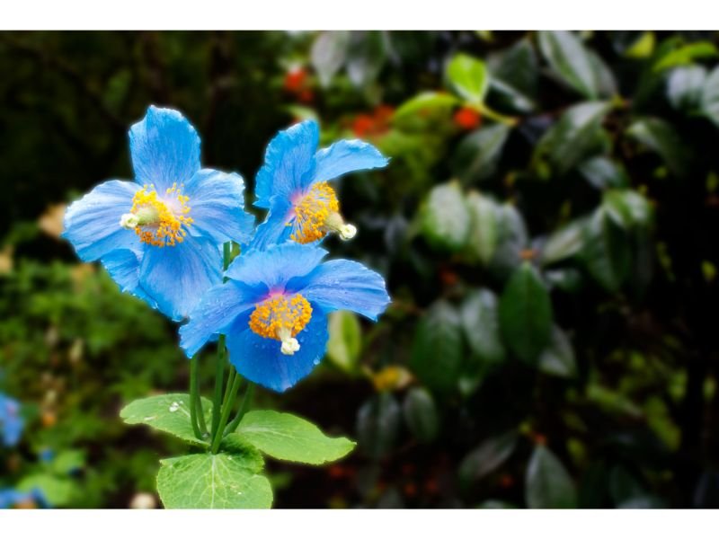 Blue Poppy Flower