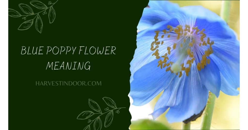 Blue Poppy Flower Meaning