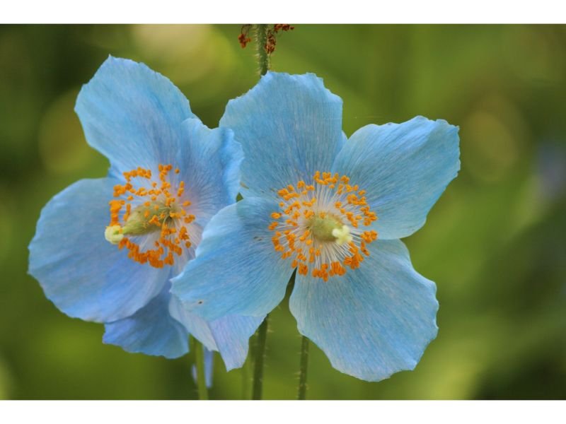 Blue Poppy Flower Meaning