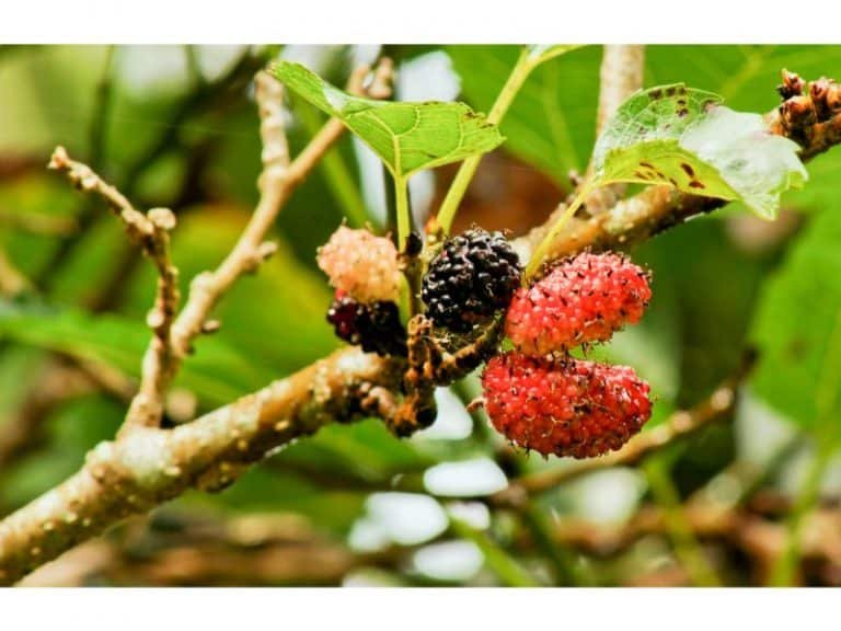 Mulberry Seedlings 101: How to Plant, Grow, and Care for Them - Harvest ...