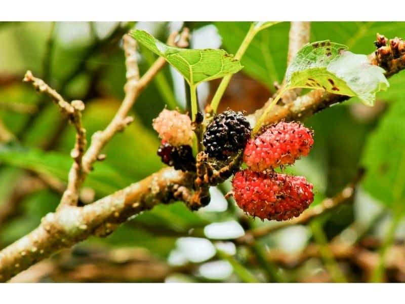 Caring for Your Mulberry Seedlings