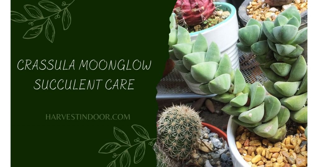 Crassula Moonglow Succulent Care