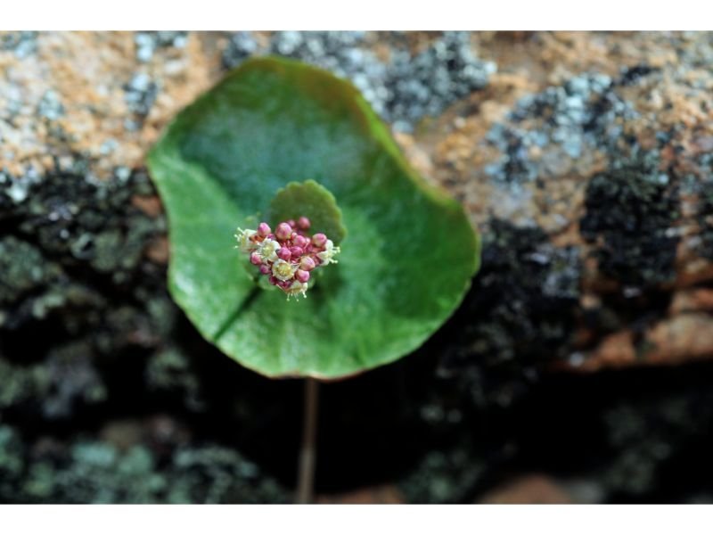 Crassula Umbella flower
