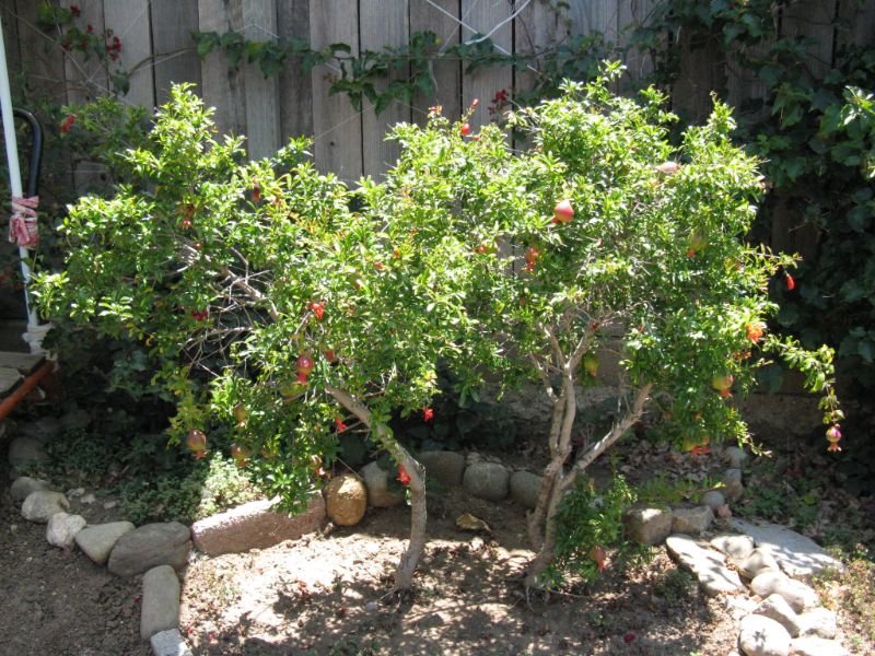 Dwarf Pomegranate Tree 