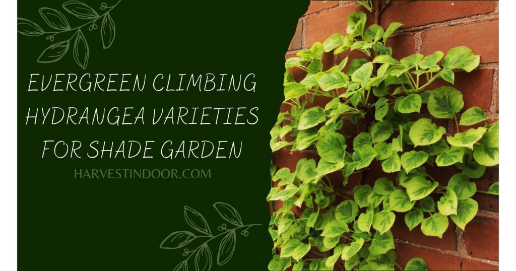 Evergreen Climbing Hydrangea Varieties for Shade Garden