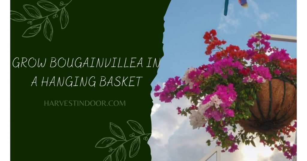 Grow Bougainvillea In a Hanging Basket