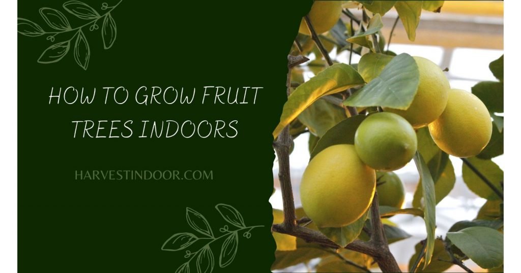 How to Grow Fruit Trees Indoors