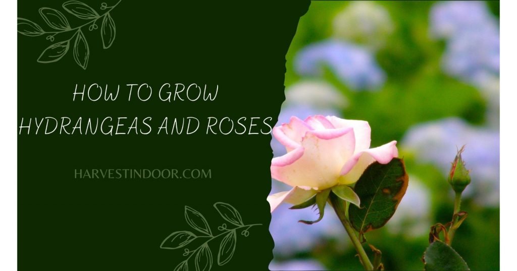How to Grow Hydrangeas and Roses
