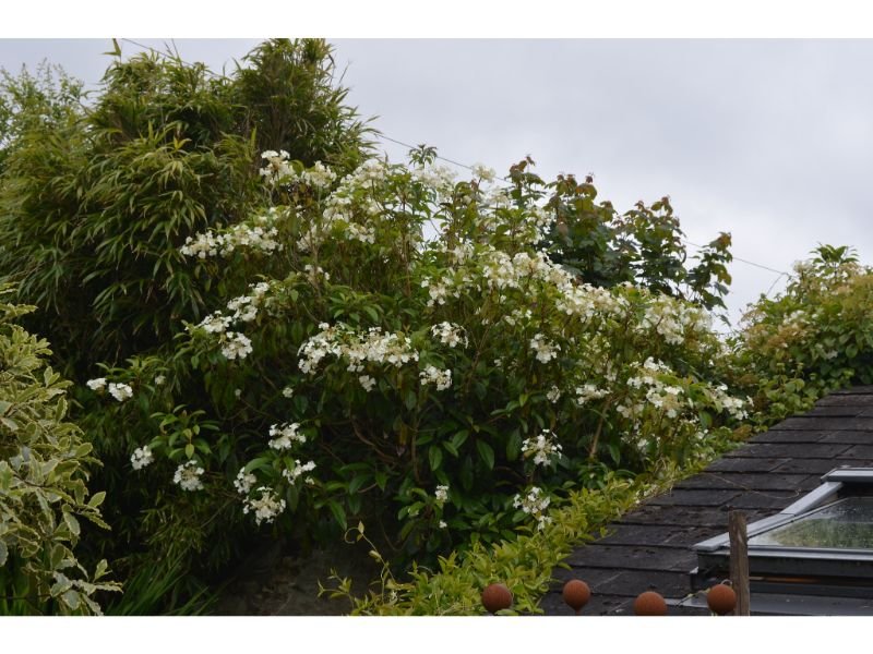 Hydrangea Seemannii