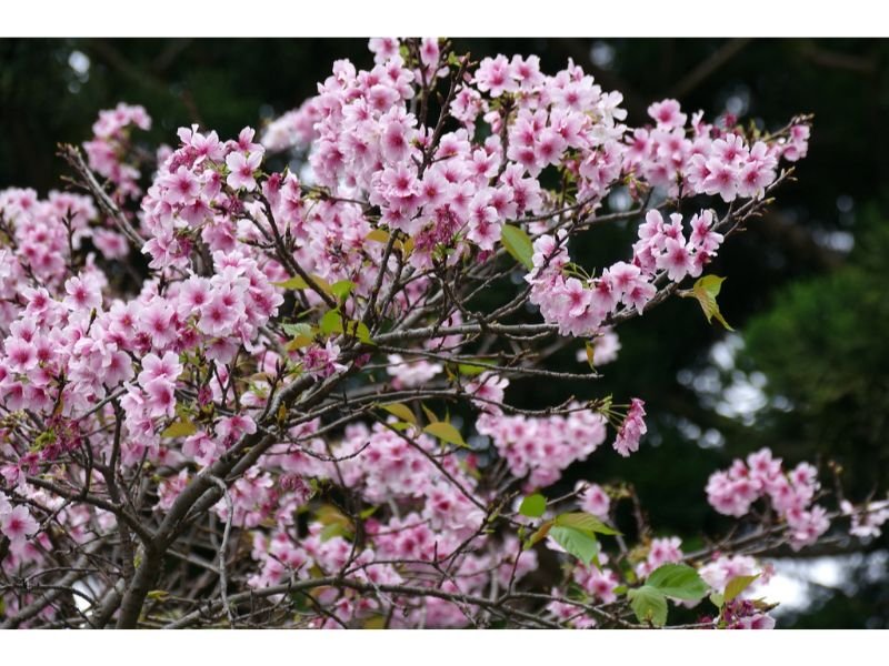 Japanese Flowering Cherry - small trees for balcony 