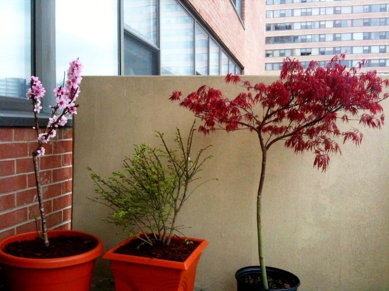 Japanese Maple Best Small Trees for Balcony