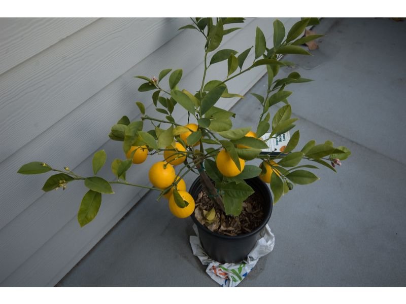 Meyer Lemon (Citrus x limon ‘Meyer’)