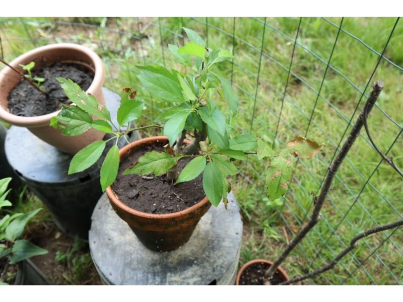 Selecting the Perfect Spot for Your Mulberry Seedlings