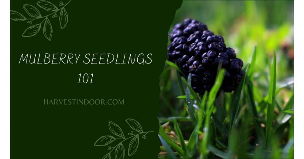 Mulberry Seedlings 101
