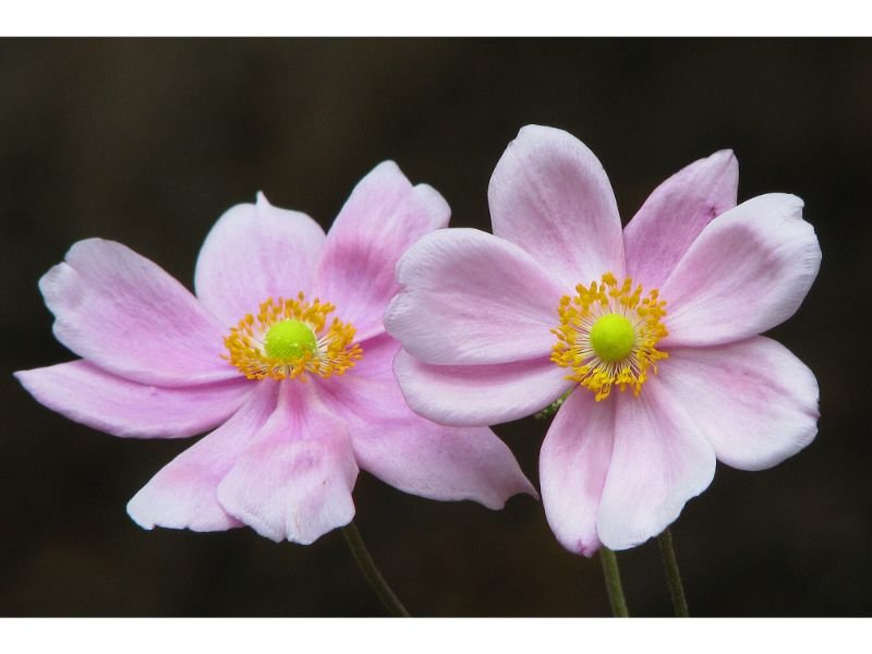 Pink Anemone flower meaning 