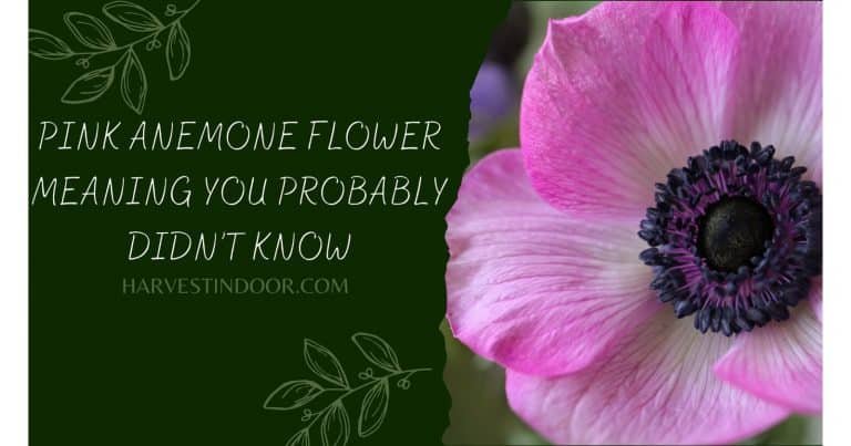 Pink Anemone Flower Meaning You Probably Didn’t Know