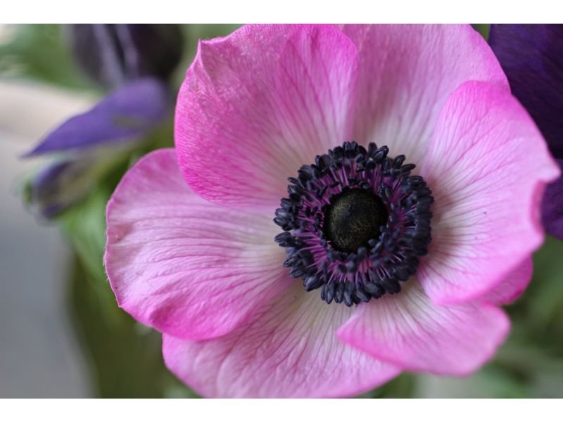 Pink Anemone flower meaning