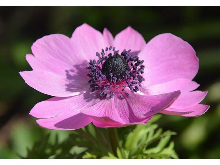 Pink Anemone Flower Meaning You Probably Didn’t Know Harvest Indoor