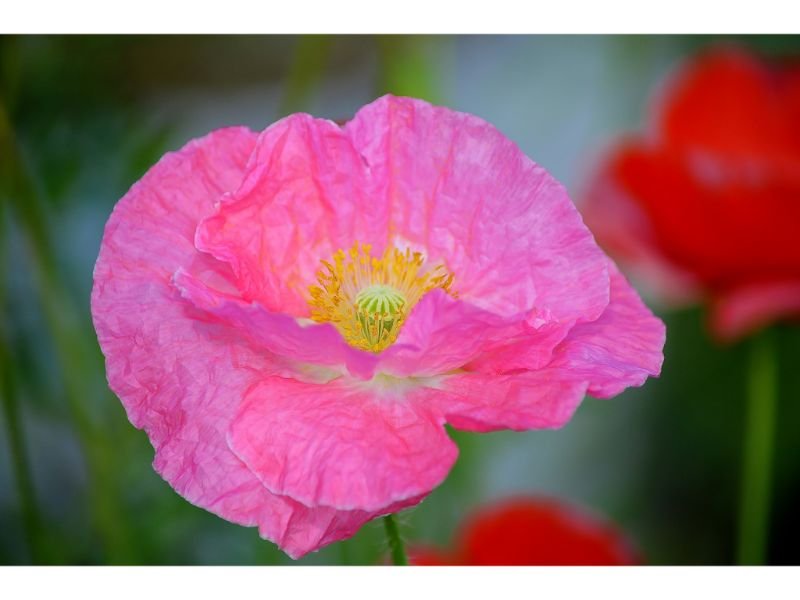 Pink Poppy Flower meaning