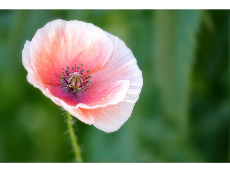 Pink Poppy Flower meaning