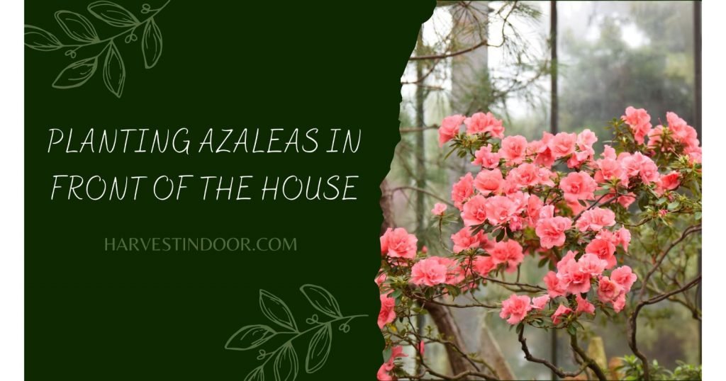 Planting Azaleas In Front of The House