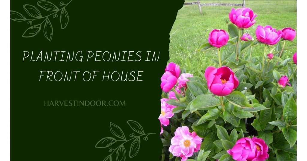 Planting Peonies in Front of House