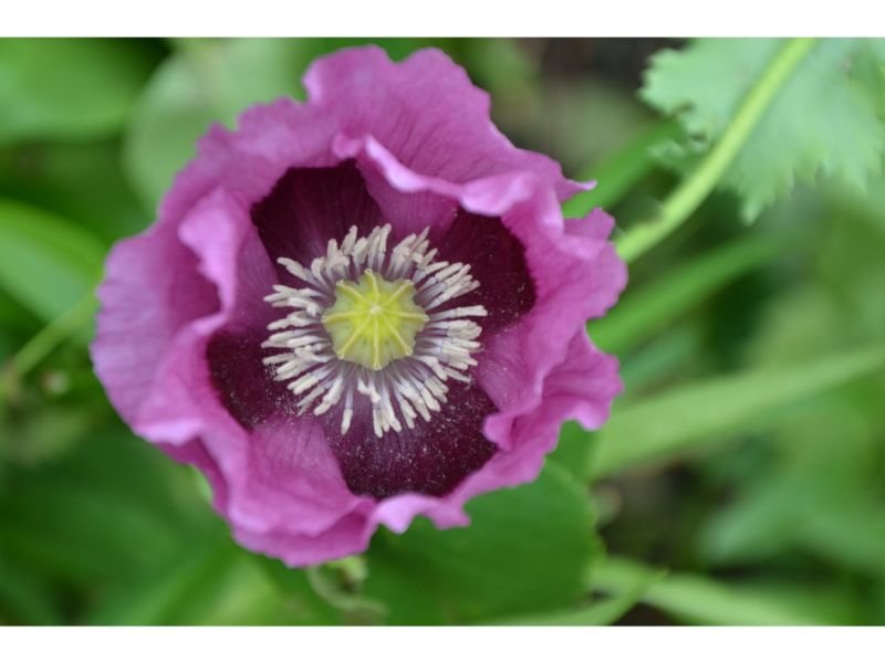 Purple Poppy Flower meaning 
