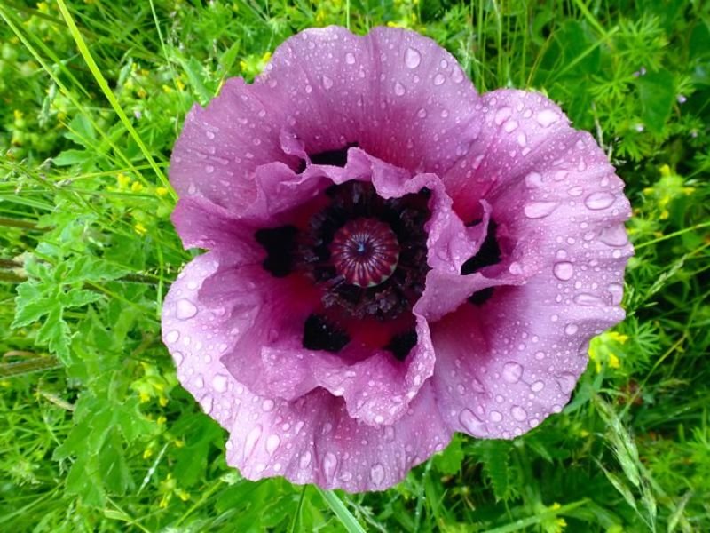Purple Poppy Flower Meaning 