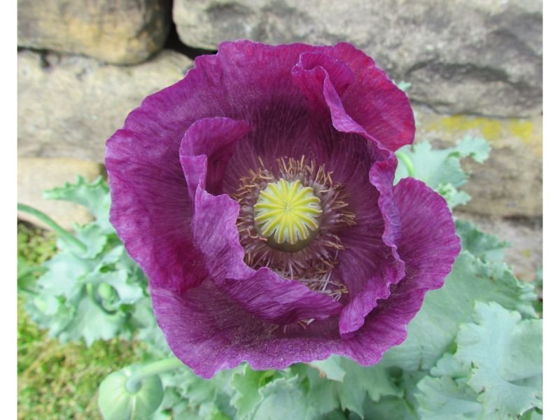 Purple Poppy Flower's meaning 