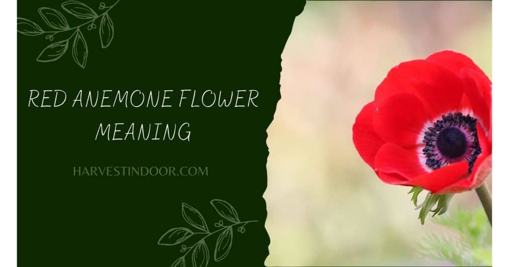 Red Anemone Flower Meaning