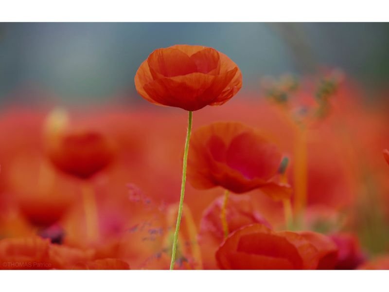 Red Poppy Flower Spiritual Meaning